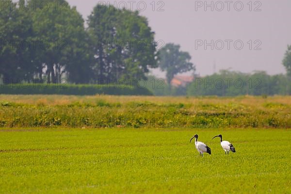 African african sacred ibis