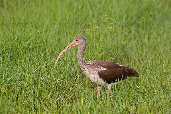 American white american white ibis