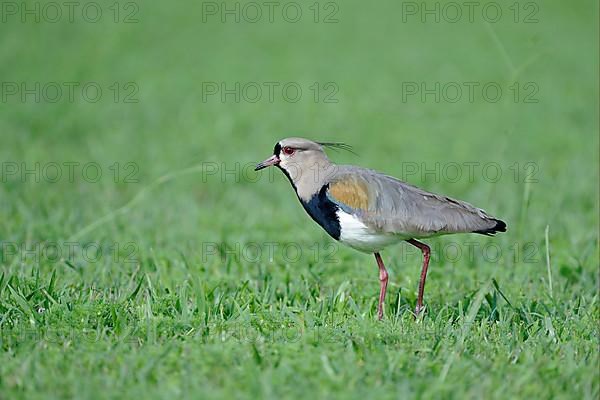 Southern Lapwing