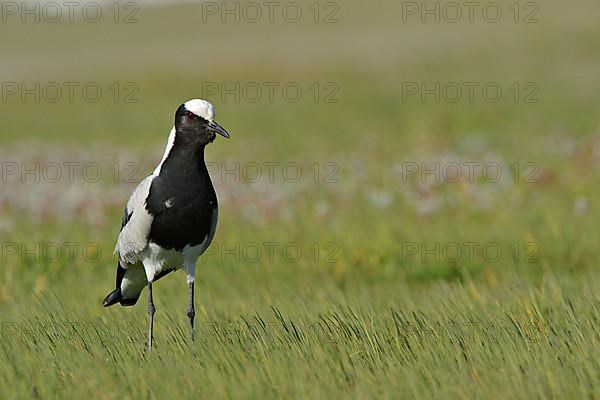 Blacksmith Plover