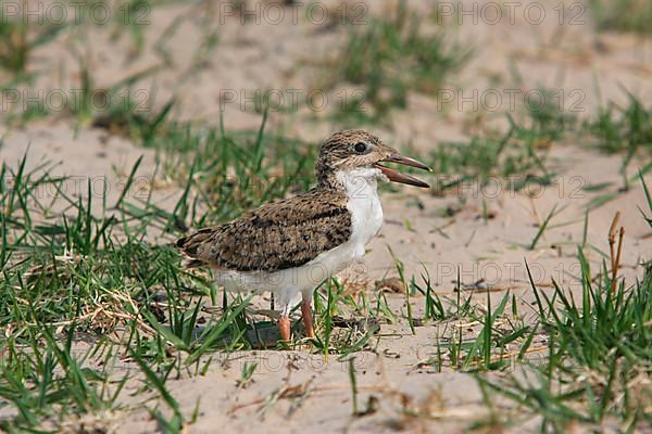 African skimmers