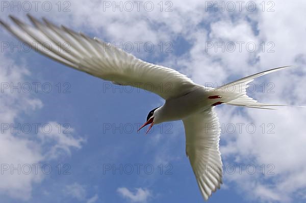 Arctic Tern