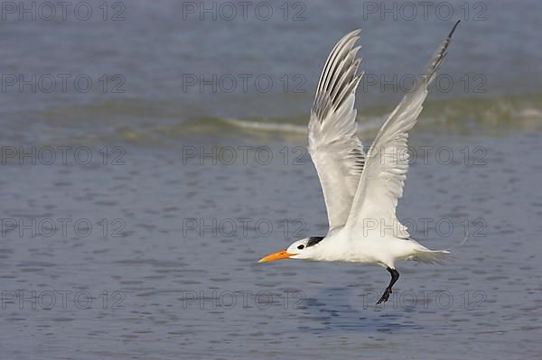 Royal Tern