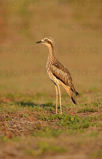Bush Thick-knee