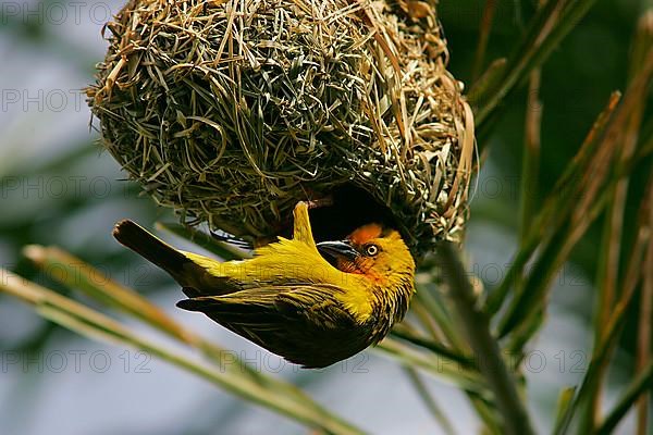 Cape weaver