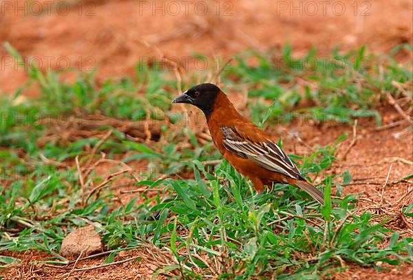 Chestnut weaver