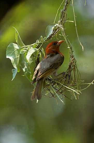 Southern masked weaver
