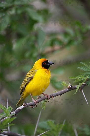 Southern masked weaver