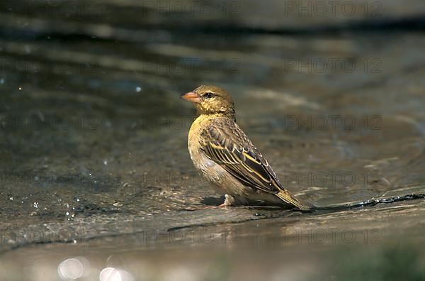 Somali Weaver