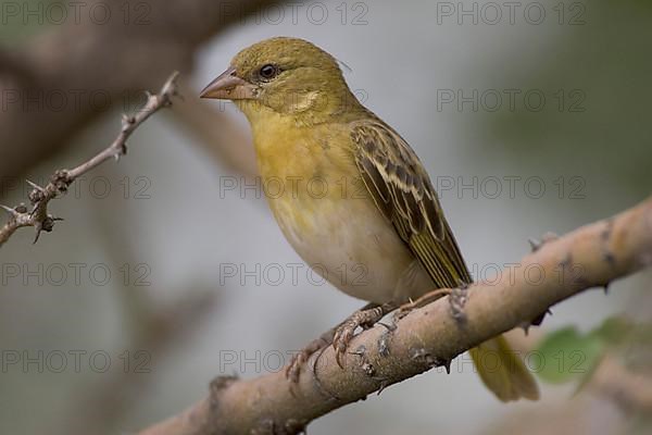 Speke's Weaver