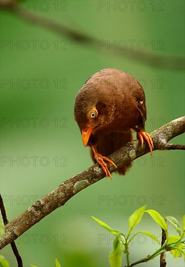 Orange-billed Scimitar Babbler