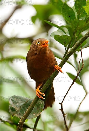 Orange-billed Scimitar Babbler