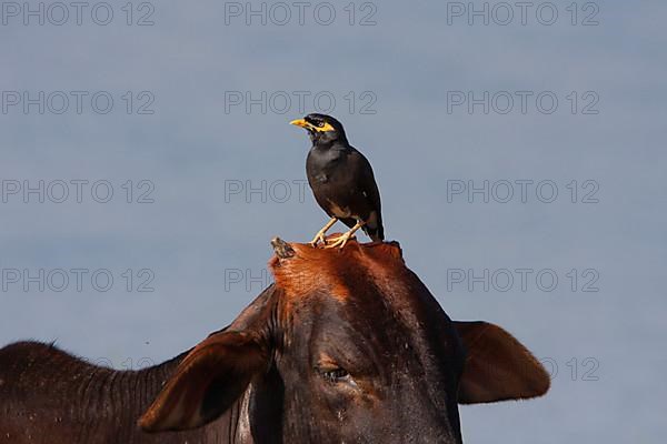 Shepherd's mynah
