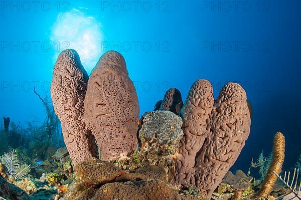 Sponge