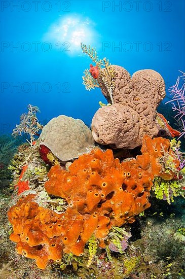 Ectyoplasia ferox and Agelas cerebrum sponges
