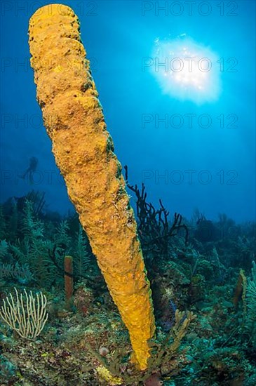 sponge