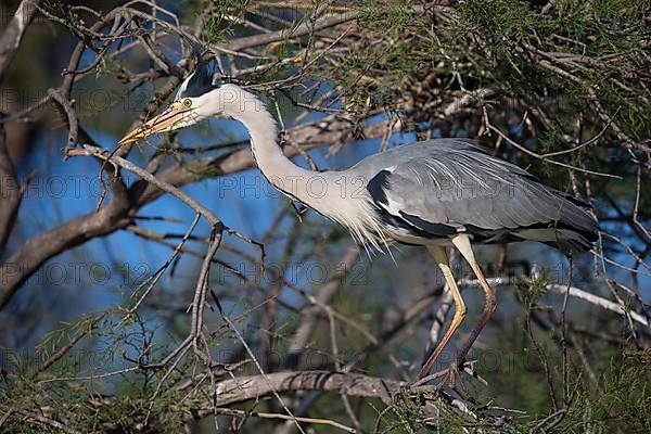 Grey heron
