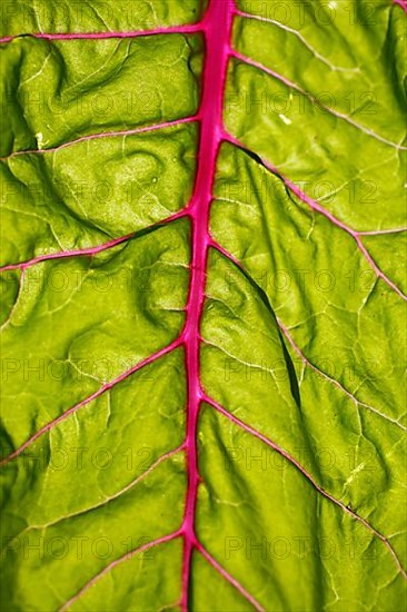 Beetroot
