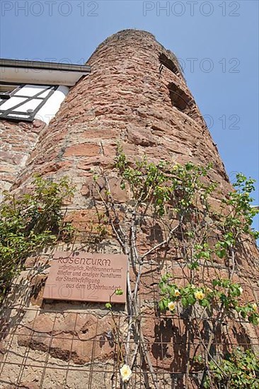 Historic Rose Tower with view upwards in Eberbach