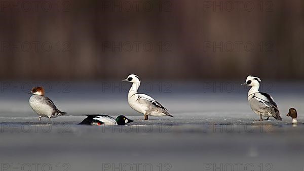 Smew