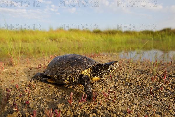 European pond turtle