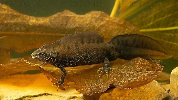 Northern crested newt