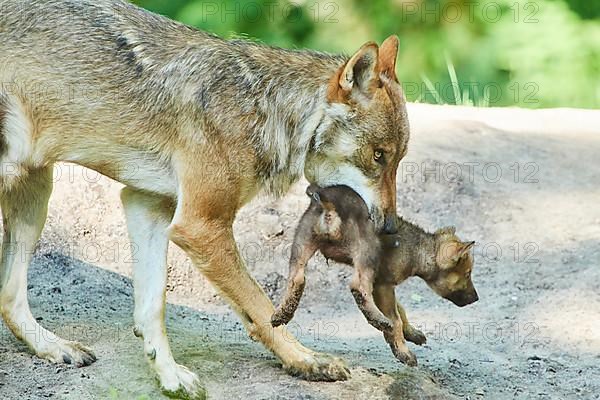 Eurasian wolf