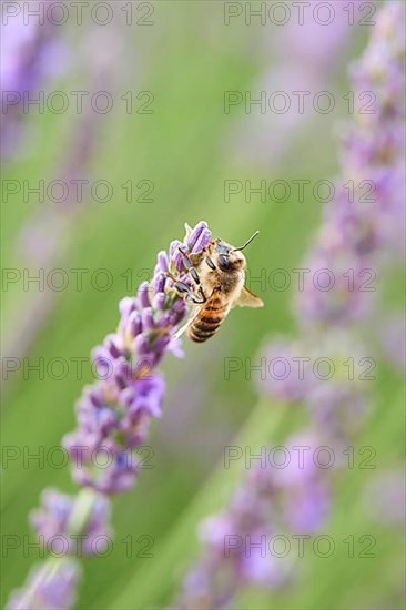 European honey bee