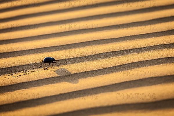 Scarab