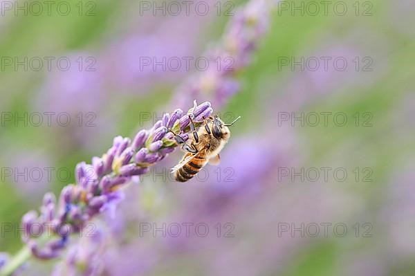 European honey bee