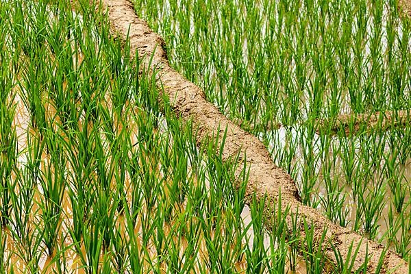 Rice field terraces