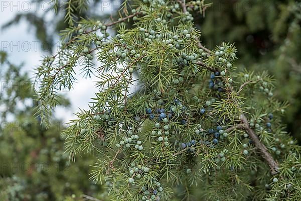 Common juniper
