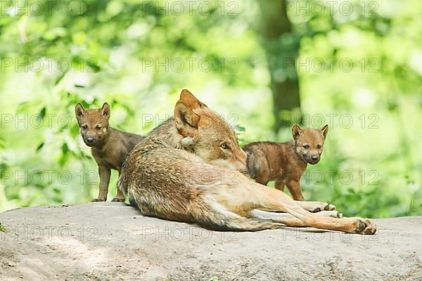 Eurasian wolf