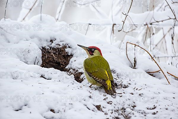 European green woodpecker