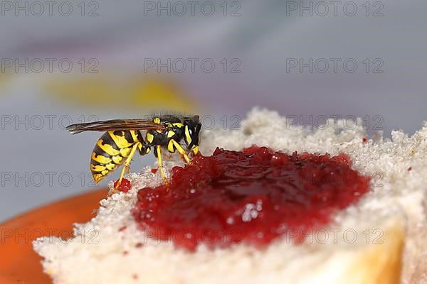 German wasp