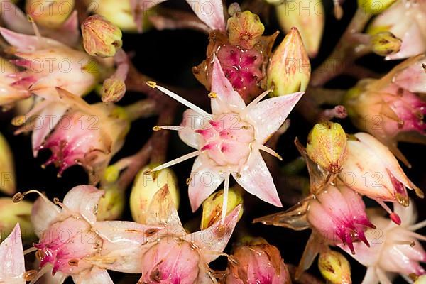 Showy stonecrop