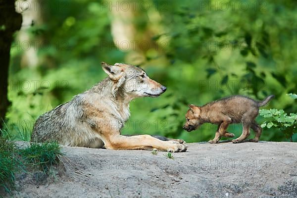 Eurasian wolf