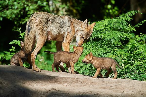Eurasian wolf