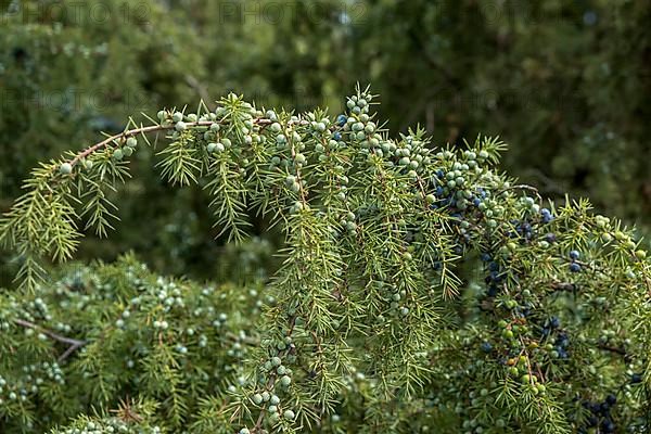 Common juniper