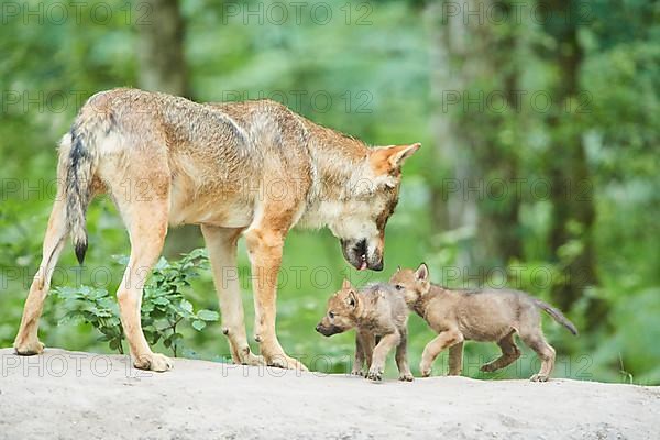 Eurasian wolf