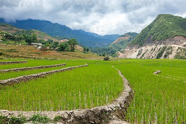 Rice field terraces