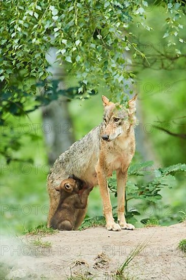 Eurasian wolf
