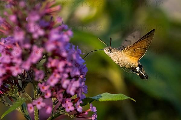 Hummingbird hawk-moth