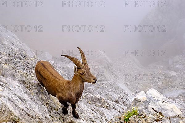Alpine ibex