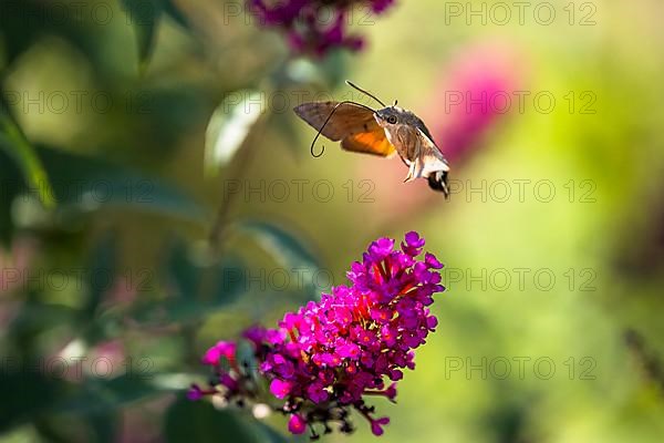 Hummingbird hawk-moth