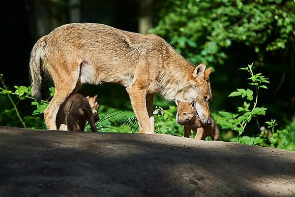 Eurasian wolf
