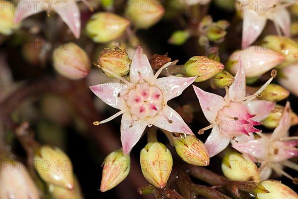 Showy stonecrop