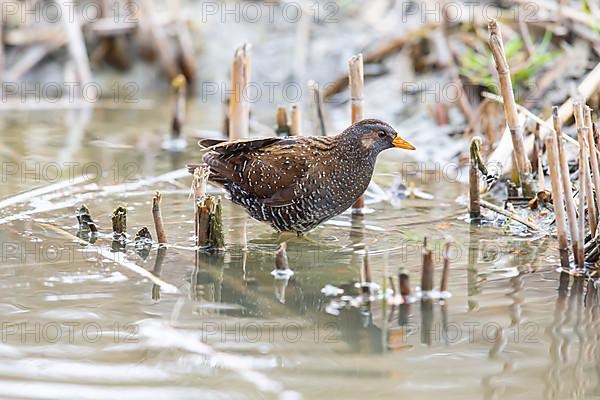 Spotted Crake