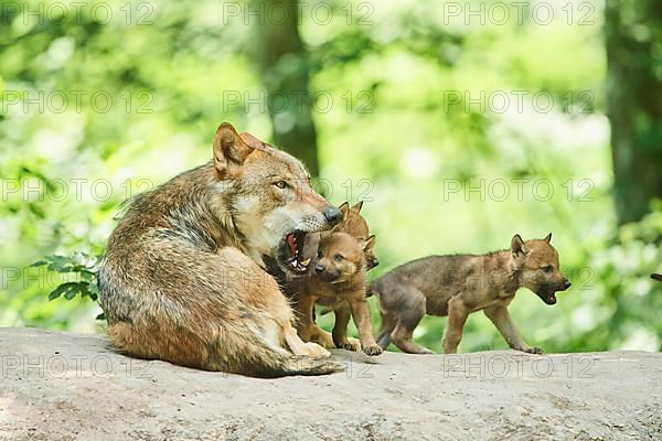 Eurasian wolf