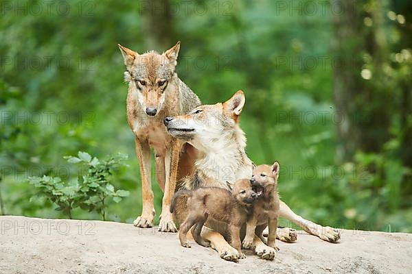 Eurasian wolf